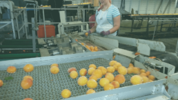 Conveyor belts cooling fruit for food & beverage industry